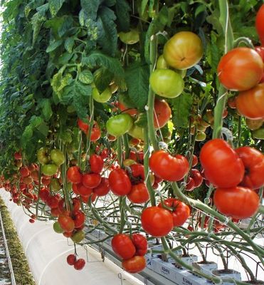 Customizable Double-Film Hydroponic System for Pepper Production Multi-Span Design