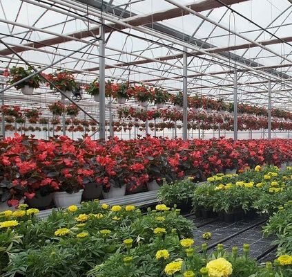 Customizable Double-Film Hydroponic System for Pepper Production Multi-Span Design