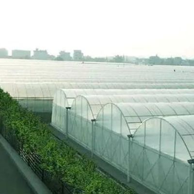 Customizable Double-Film Hydroponic System for Pepper Production Multi-Span Design