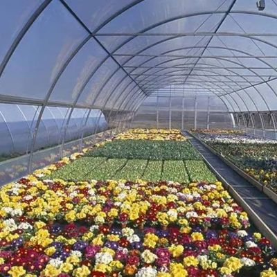 Double Layer Film Greenhouse for Soilless Culture Tomato Cucumber Flower Farming
