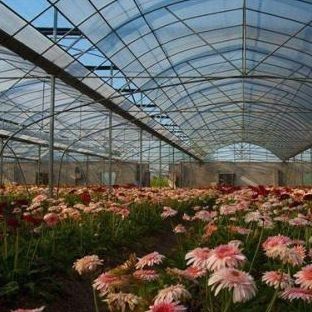 Double Layer Film Greenhouse for Soilless Culture Tomato Cucumber Flower Farming