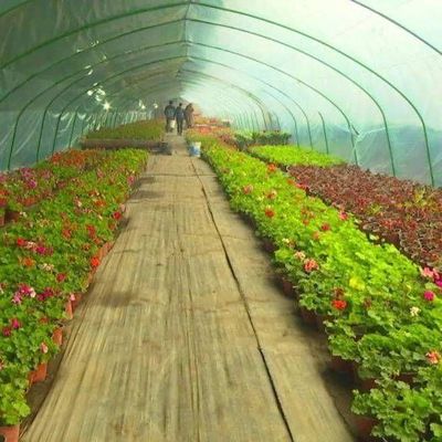 jx-fg-42 Steel Structure Anti-Drip Fogging Film Greenhouse for Single-Film Hydroponic