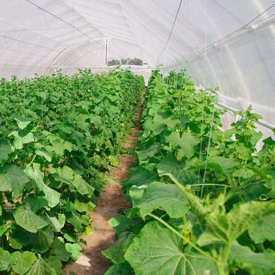 jx-fg-42 Steel Structure Anti-Drip Fogging Film Greenhouse for Single-Film Hydroponic