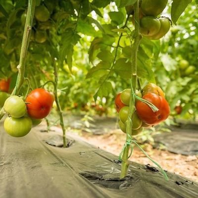 Temporary Heating Arched Roof Film Greenhouse for Tomato and Cucumber Farming