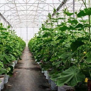 Double-Arch Pepper and Flower Hydroponic Greenhouse with Multi Span Roofing Shape