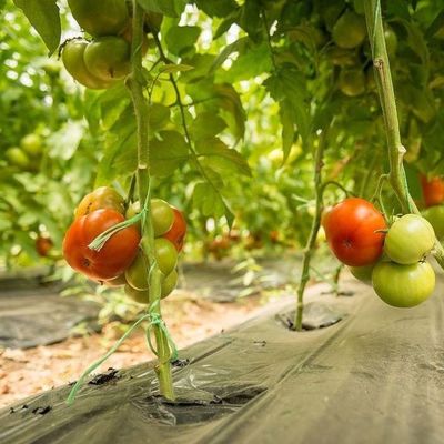 1209.00cm * 235.00cm * 239.00cm Film Cover Greenhouse for Tomato and Cucumber Growing