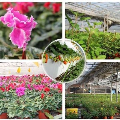 1209.00cm * 235.00cm * 239.00cm Film Cover Greenhouse for Tomato and Cucumber Growing