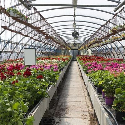Double-Arch Greenhouse for Tomato Cultivation Initial Payment and Soilless Culture