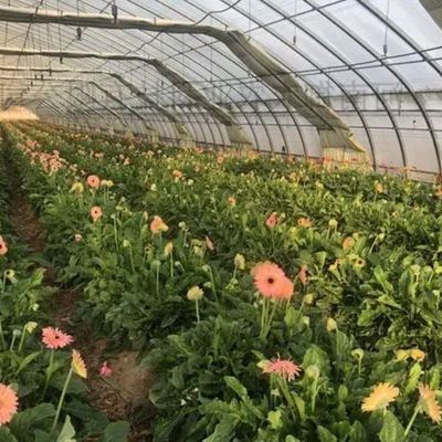 Double-Arch Greenhouse for Tomato Cultivation Initial Payment and Soilless Culture