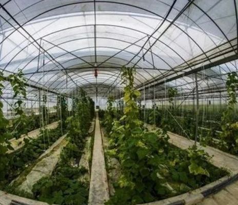 2000.000kg Package Gross Weight Single-Pan Hydroponic System for Double-Arch Greenhouse