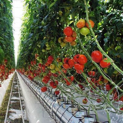 2000.000kg Package Gross Weight Single-Pan Hydroponic System for Double-Arch Greenhouse