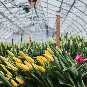 2000.000kg Package Gross Weight Single-Pan Hydroponic System for Double-Arch Greenhouse