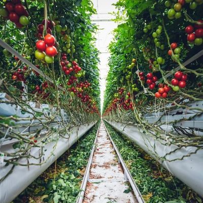 JX-A0018 Glass Greenhouse for Tomato Cultivation 30 Day Return Refunds Durable Easy
