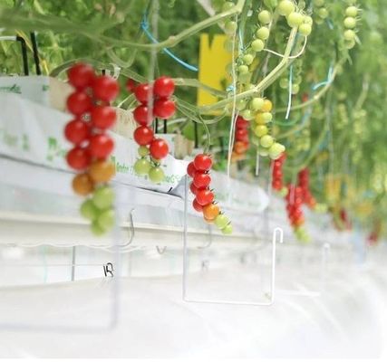 Anti-Drip Fogging Hydroponic System Suitable for Overwintering Poultry and Livestock