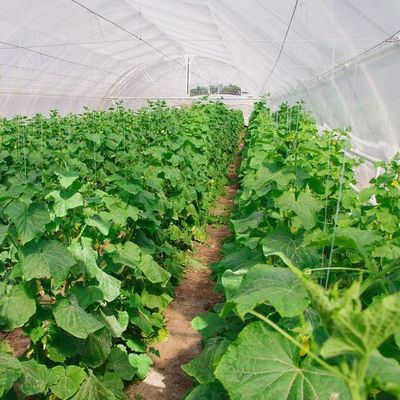 Anti-Drip Fogging Hydroponic System Suitable for Overwintering Poultry and Livestock