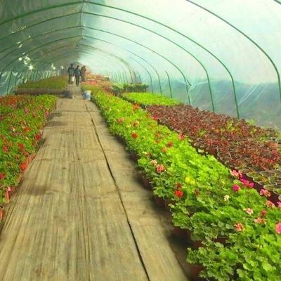 Anti-Drip Fogging Hydroponic System Suitable for Overwintering Poultry and Livestock