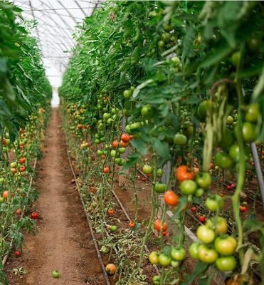 Anti-Drip Fogging Hydroponic System Suitable for Overwintering Poultry and Livestock
