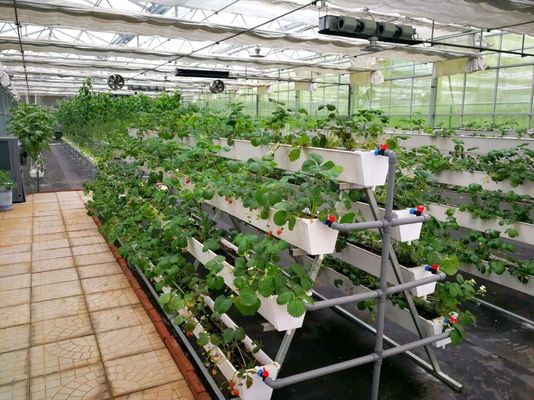 Temperature-Controlled Planting Facility by Juxiang and Affordable Planting Solution