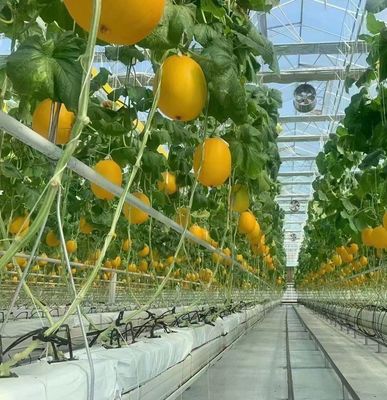 Hydroponics Cultivation Method PC Sheet Garden Flower Sunlight Greenhouse for Canada Area