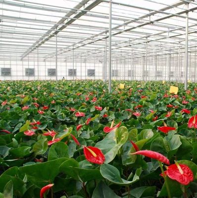Hydroponics Cultivation Method PC Sheet Garden Flower Sunlight Greenhouse for Canada Area
