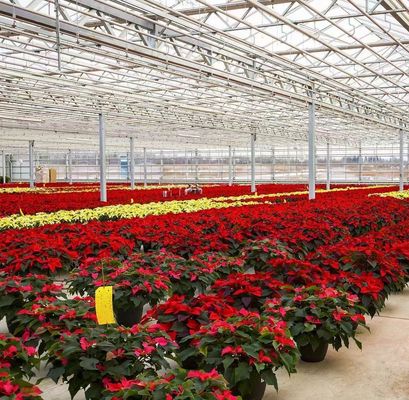 Hydroponics Cultivation Method PC Sheet Garden Flower Sunlight Greenhouse for Canada Area