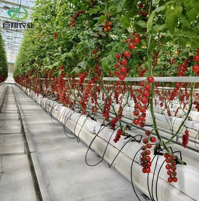 Dual-Layer Greenhouse for Tomato Farming 20GP Package Size 12.09cm * 2.35cm * 2.39cm