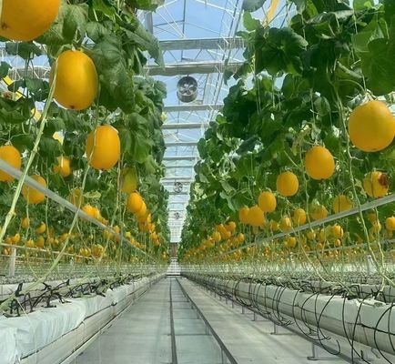 Dual-Layer Greenhouse for Tomato Farming 20GP Package Size 12.09cm * 2.35cm * 2.39cm