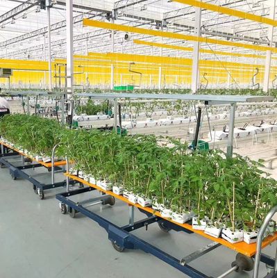 JX-H0062 Customizable Size Hydroponic Cucumber Farming Greenhouse for Growing Cucumbers