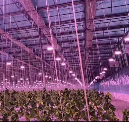 JX-H0062 Customizable Size Hydroponic Cucumber Farming Greenhouse for Growing Cucumbers