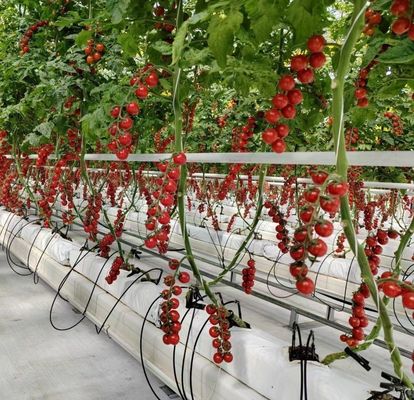 JX-H0062 Customizable Size Hydroponic Cucumber Farming Greenhouse for Growing Cucumbers