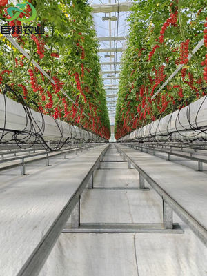 Customizable Size and Juxiang prime s Anti-Drip Fogging Structure for Seedlings Perfect