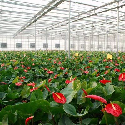 30-Day Return Fog Prevention System for Flower Production in Arched Roof Greenhouse
