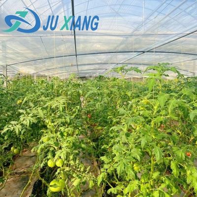 30-Day Return Fog Prevention System for Flower Production in Arched Roof Greenhouse