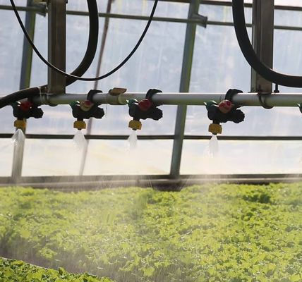30-Day Return Fog Prevention System for Flower Production in Arched Roof Greenhouse