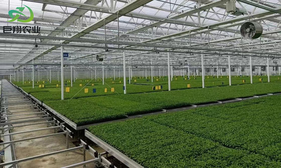 Wet Curtain Hydroponic Seedling Greenhouse with Customization and Package Size Options