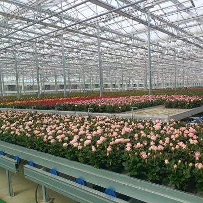 Arched Roof Construction Double-Arch Greenhouse for Tomato and Pepper in US Currency