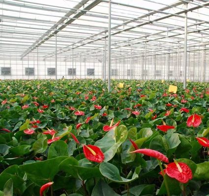 Arched Roof Construction Double-Arch Greenhouse for Tomato and Pepper in US Currency