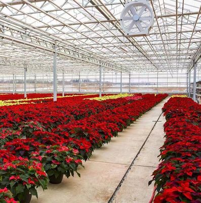 Arched Roof Construction Double-Arch Greenhouse for Tomato and Pepper in US Currency