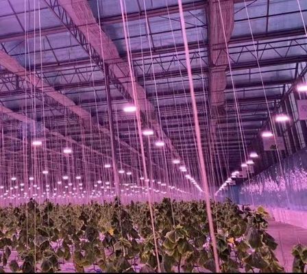 Arched Roof Construction Double-Arch Greenhouse for Tomato and Pepper in US Currency