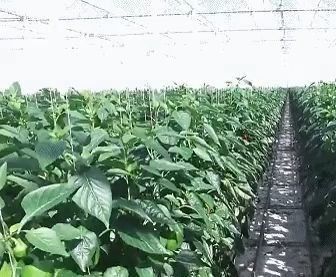 Arched Roof Construction Double-Arch Greenhouse for Tomato and Pepper in US Currency