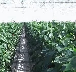Single or Multi Span Juxiang Dual-Layer Film Greenhouse for Flower Production Green