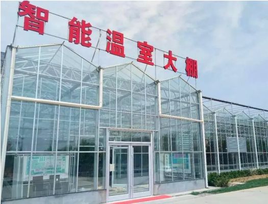 Indoor Shading Hydroponic Seedling Facility with Large-Scale Capacity and Cultivation