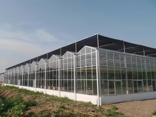 Indoor Shading Hydroponic Seedling Facility with Large-Scale Capacity and Cultivation