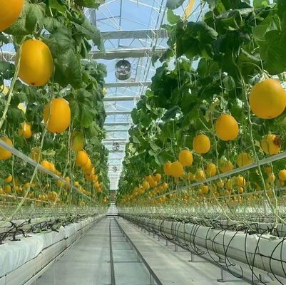 Steel Structure Greenhouse for Pepper Production using Hydroponics Cultivation Method
