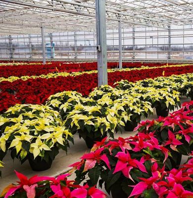 JX-H0068 Anti-Drip Technology Greenhouse for Flower and Tomato Customization Offered