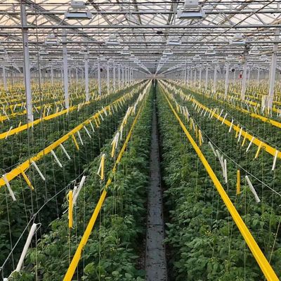 JX-H0068 Anti-Drip Technology Greenhouse for Flower and Tomato Customization Offered
