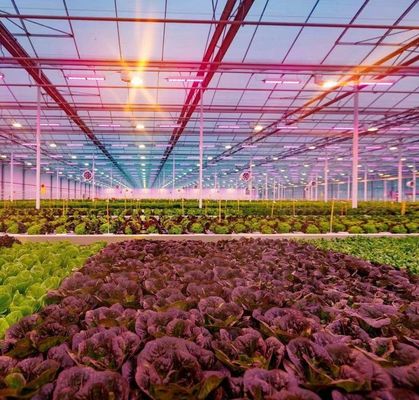 -Made Hydroponic Greenhouse with Anti-Drip Technology Full Payment Growing Vegetables
