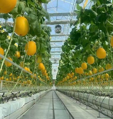 -Made Hydroponic Greenhouse with Anti-Drip Technology Full Payment Growing Vegetables