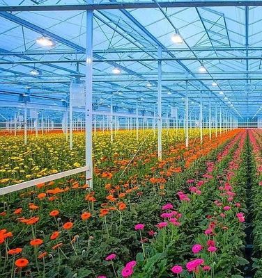 Double-Arch Structure -Made Hydroponic Greenhouse for Mixed Farming Production Needs