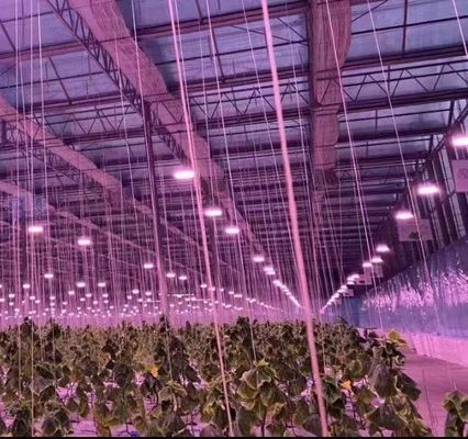 Double-Arch Structure -Made Hydroponic Greenhouse for Mixed Farming Production Needs